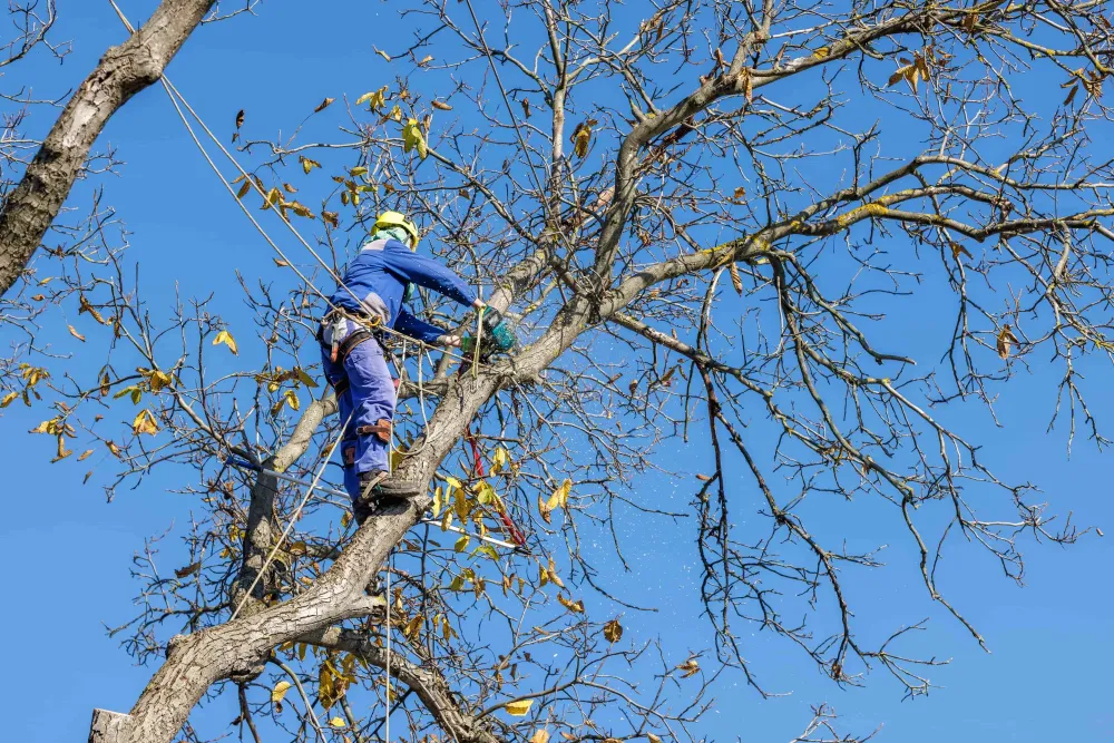 élagage près de Courmemin